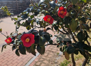 서천동백꽃쭈꾸미