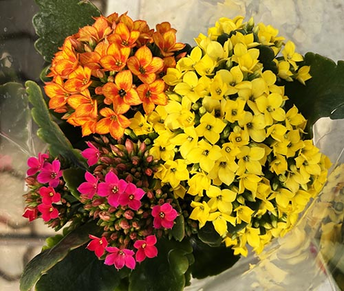 핑크, 주황, 노랑색의 칼랑코에