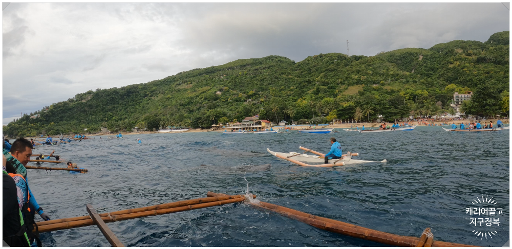 세부 오슬롭 고래상어