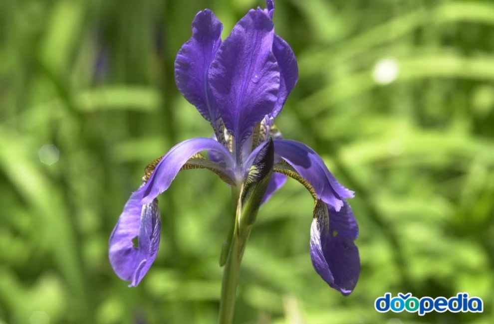 서울창포원 사계축제 꽃 기억해