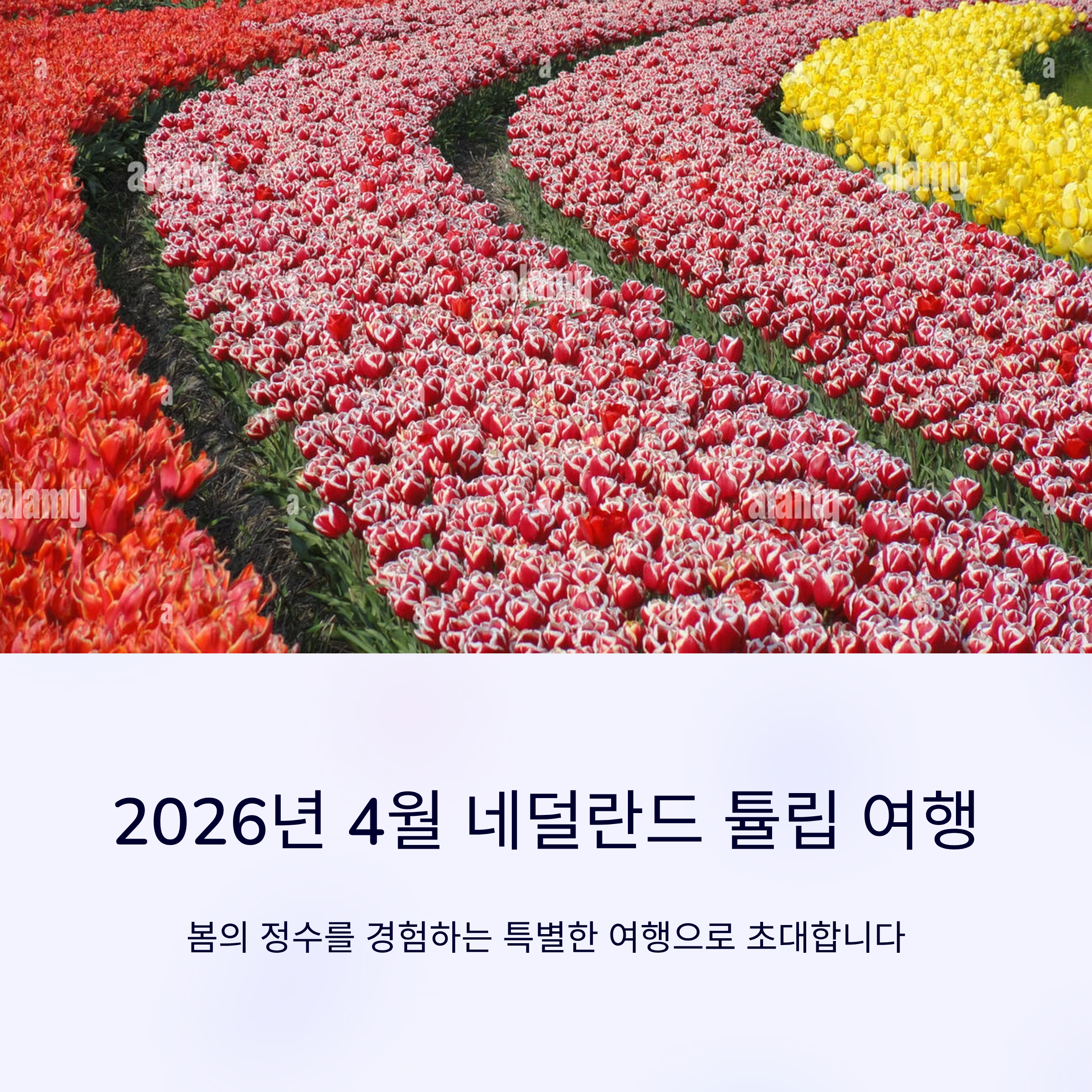 2026년 4월 네덜란드 튤립 여행 추천
