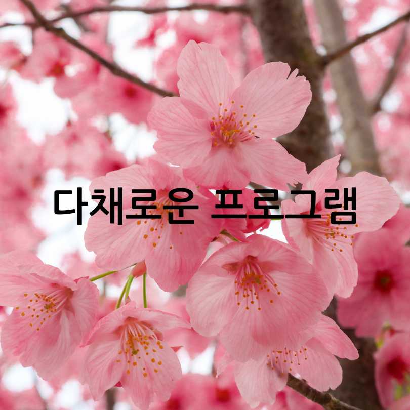 2025 정읍벚꽃축제