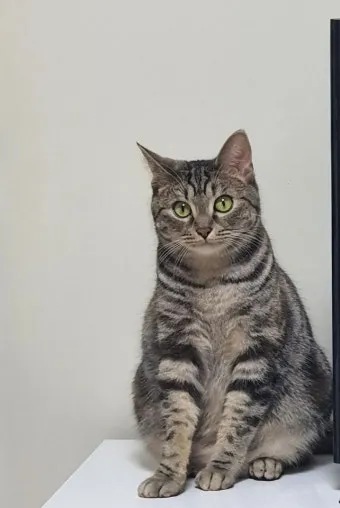 아메리칸숏헤어 고양이 유전병 털빠짐 가격 특징_6