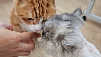 칫솔만 보면 도망가는 고양이, 양치는 어디서부터 시작해야 할까?