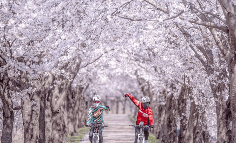 벚꽃길1