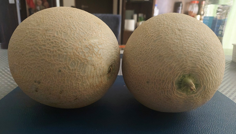 머스크 메론 칼로리