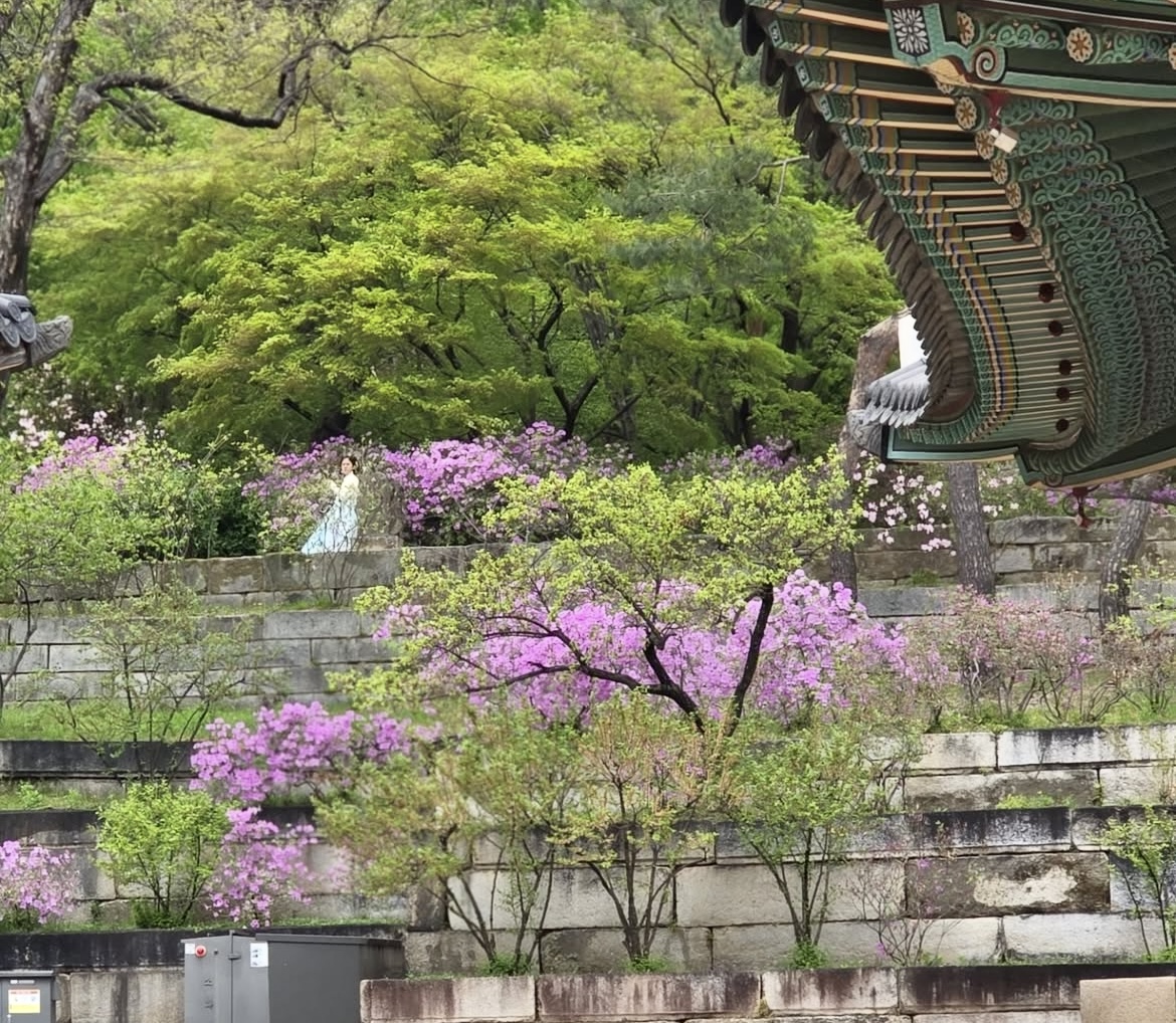 창경궁 매화 실시간 개화 현황, 서울 꽃구경 추천 창경궁 데이트 코스 🌸 관련사진