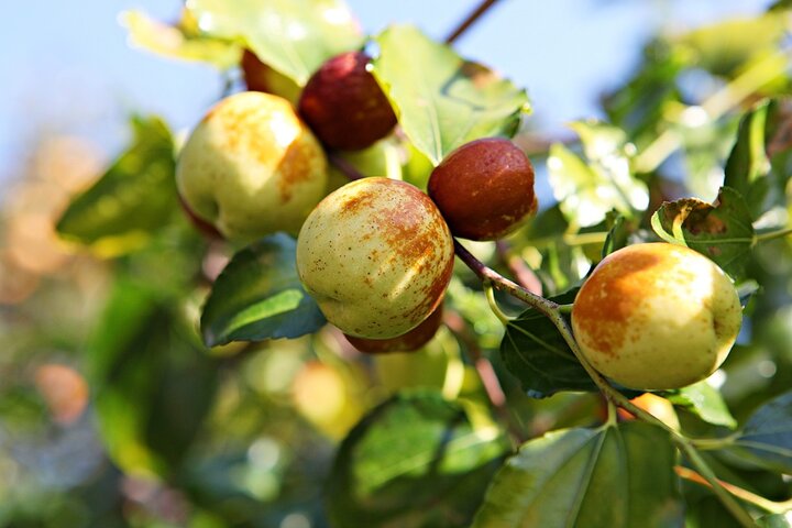 사과대추 효능 11가지, 사과대추 먹는법