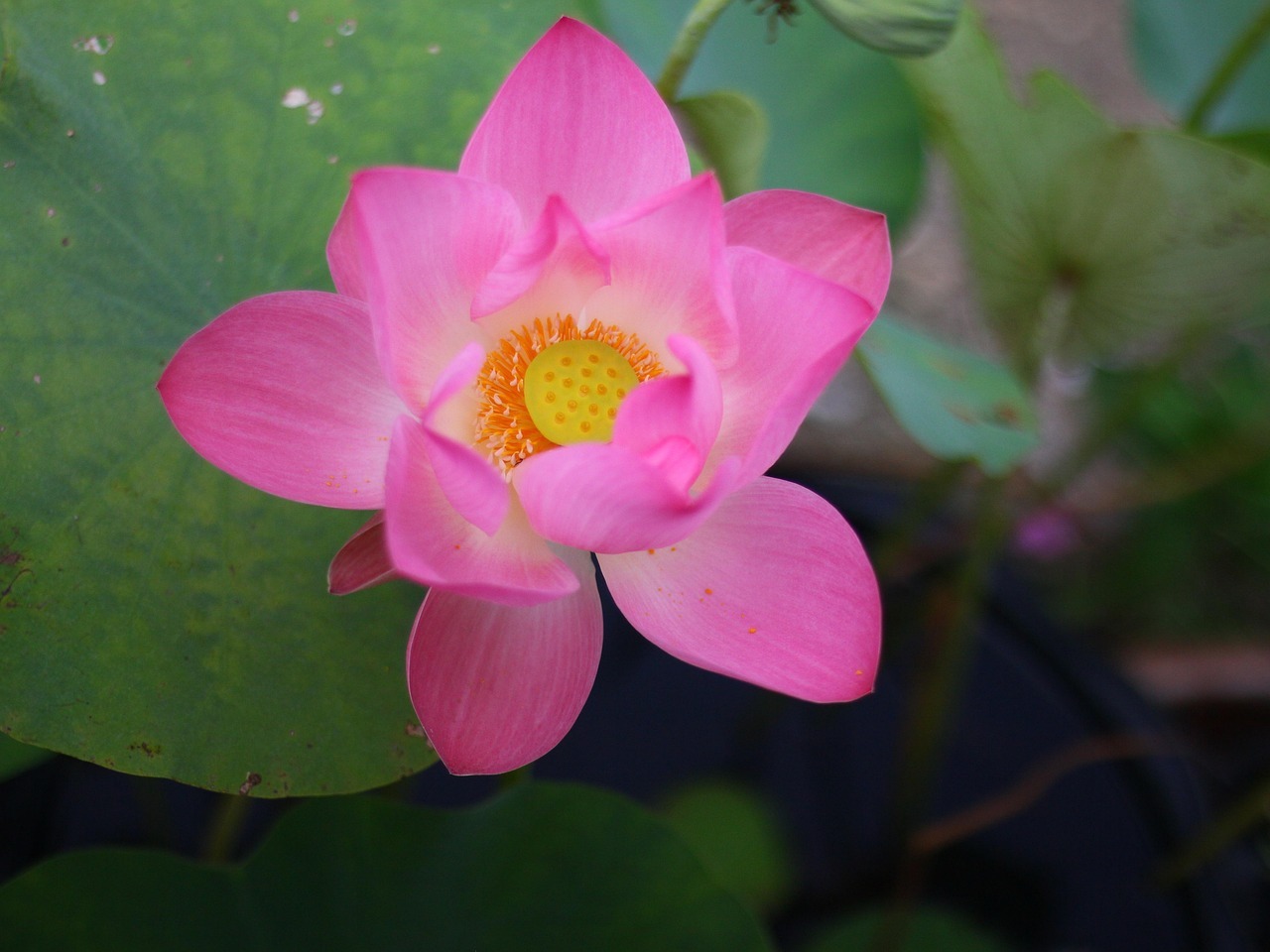 양평 세미원 연꽃