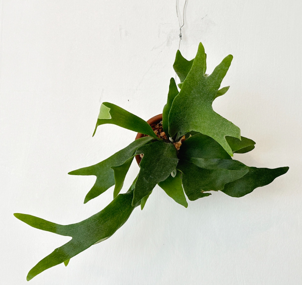 공기정화 식물 박쥐란