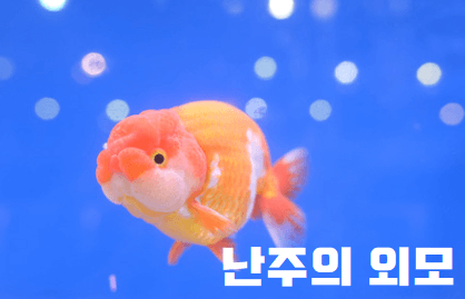 난주금붕어 생김새