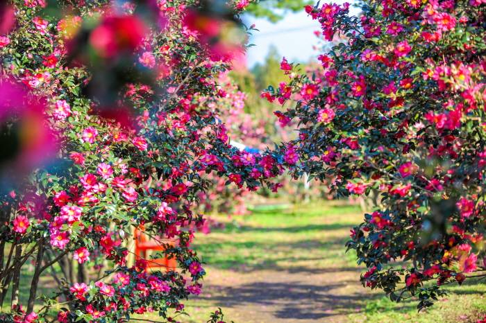 전국 동백꽃 명소 추천 서천 마량리 동백나무 숲