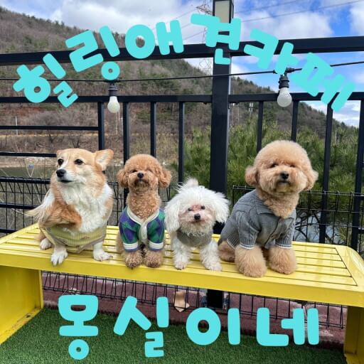 하남 & 경기 광주 반려견 동반 공간 Best 6 : 입장료, 위치, 시간까지 한눈에!