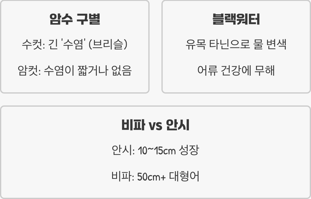 안시숏핀 키우기 A to Z (어항, 먹이, 수질 관리)