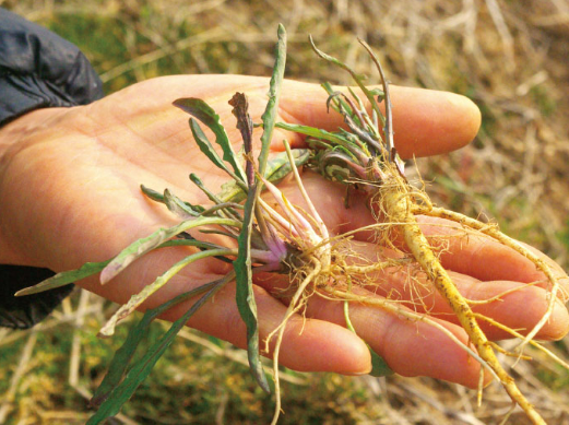 3월에 먹으면 좋은 제철 음식(봄철 음식) - 씀바귀편 (효능, 씀바귀가 들어가는 음식)