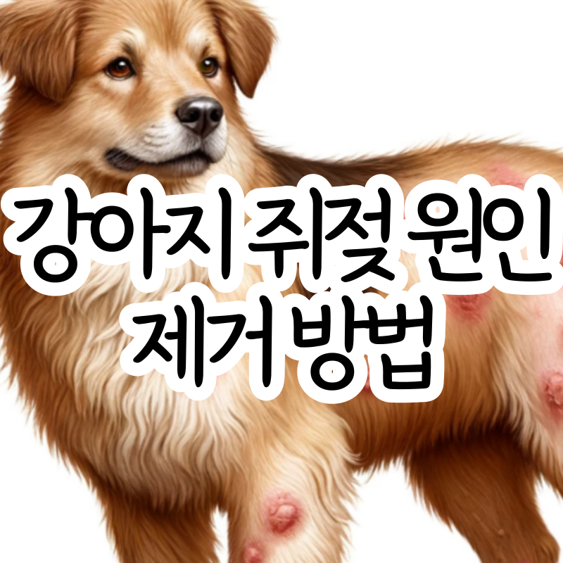 강아지 쥐젖 원인과 건강에 미치는 영향 제거 방법