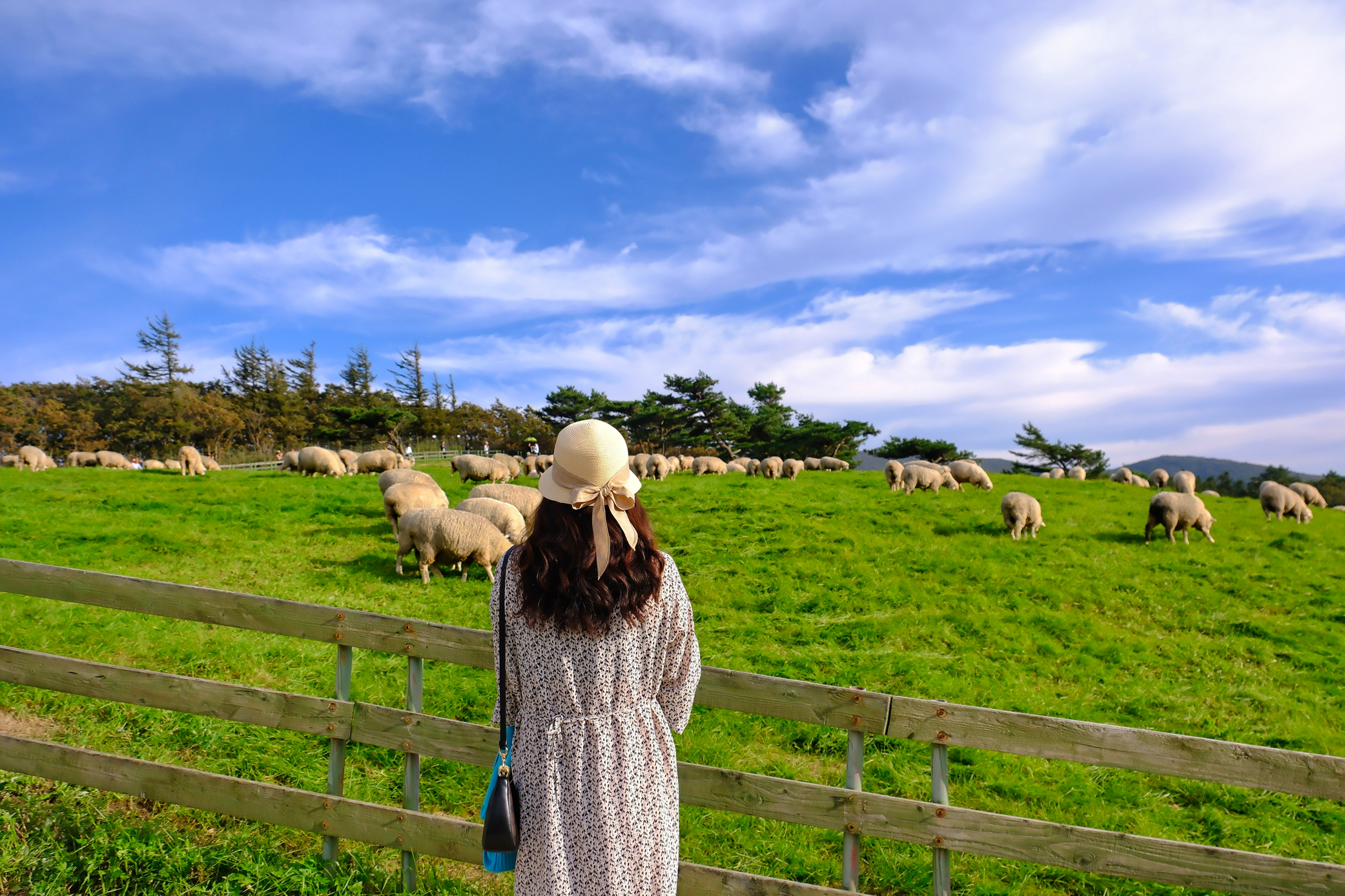 대관령 양떼 목장과 양떼들