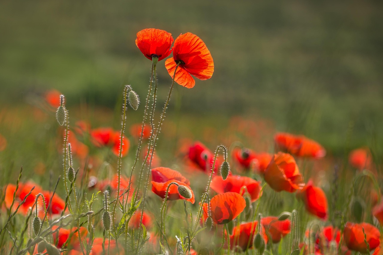 남양주 물의정원 양귀비 꽃구경