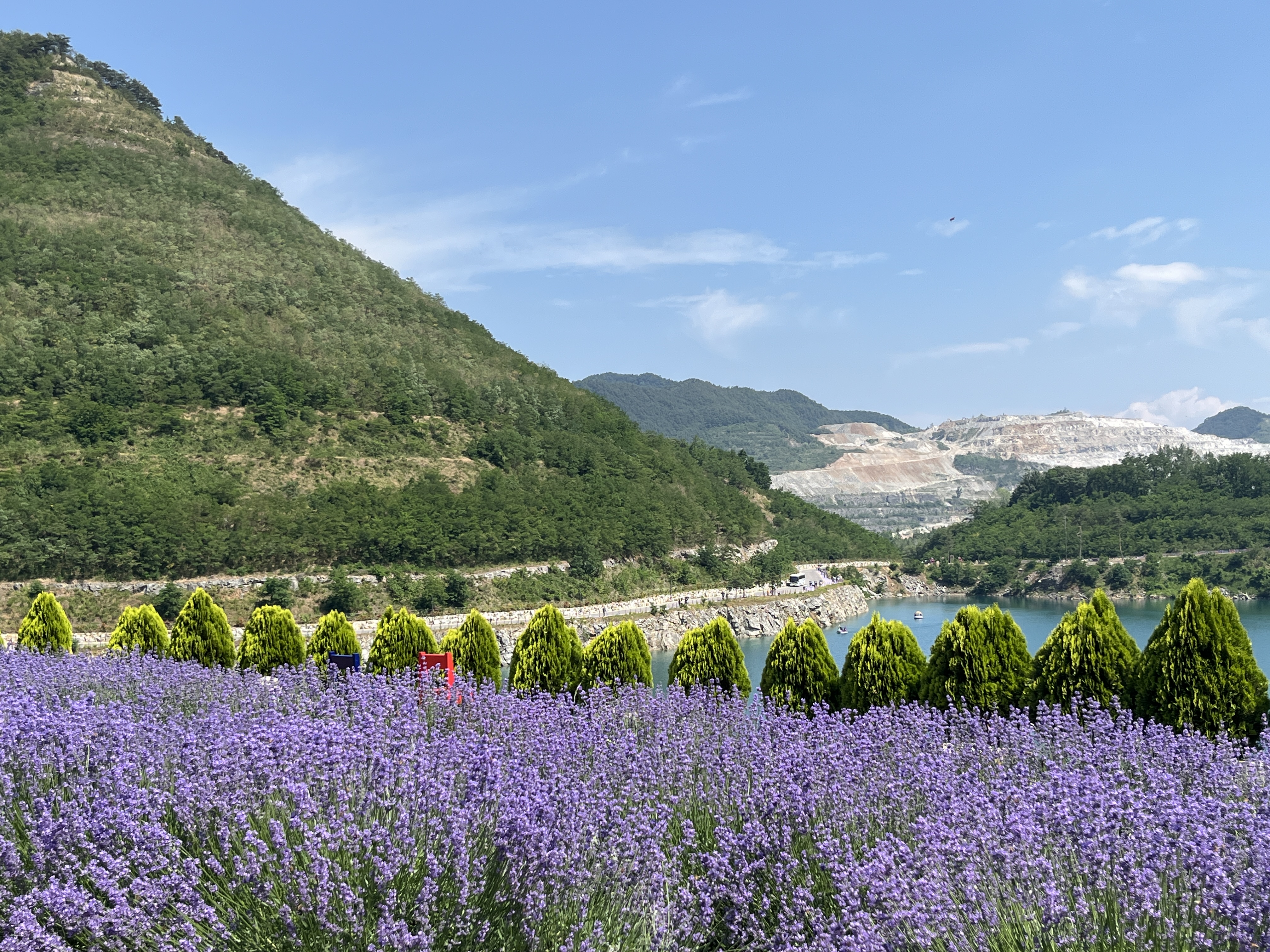 무릉별유천지 라벤더