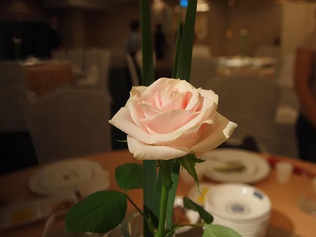 곡성 장미축제 2025 상세 일정 입장료 맛집 정보 완벽 가이드_4