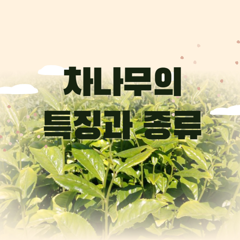 차나무의 특징과 종류