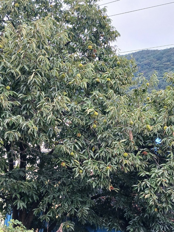 레일파크 옆 밤나무