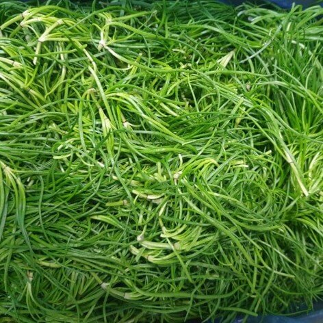 세발나물 효능 및 부작용