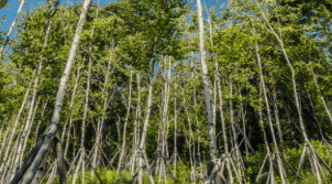 화담숲 예약 방법&amp;#44; 모노레일 시간