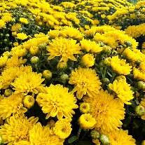 피나클랜드/국화축제/불꽃축제