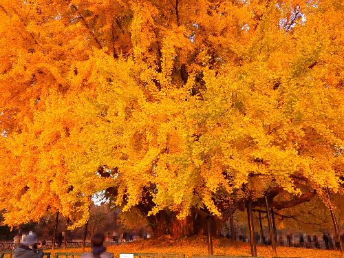 반계리 은행나무, 원주 반계리 은행나무, 반계리 은행나무 주차장, 은행나무 단풍, 은행나무 숲, 단풍절정 시기