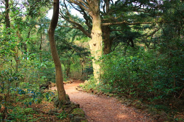 NFT 시스템으로 상추 키우기