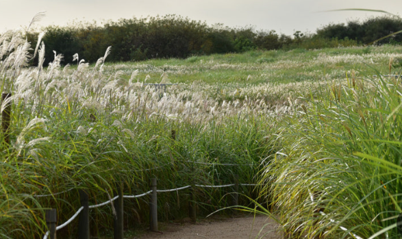 서울 하늘공원 억새길