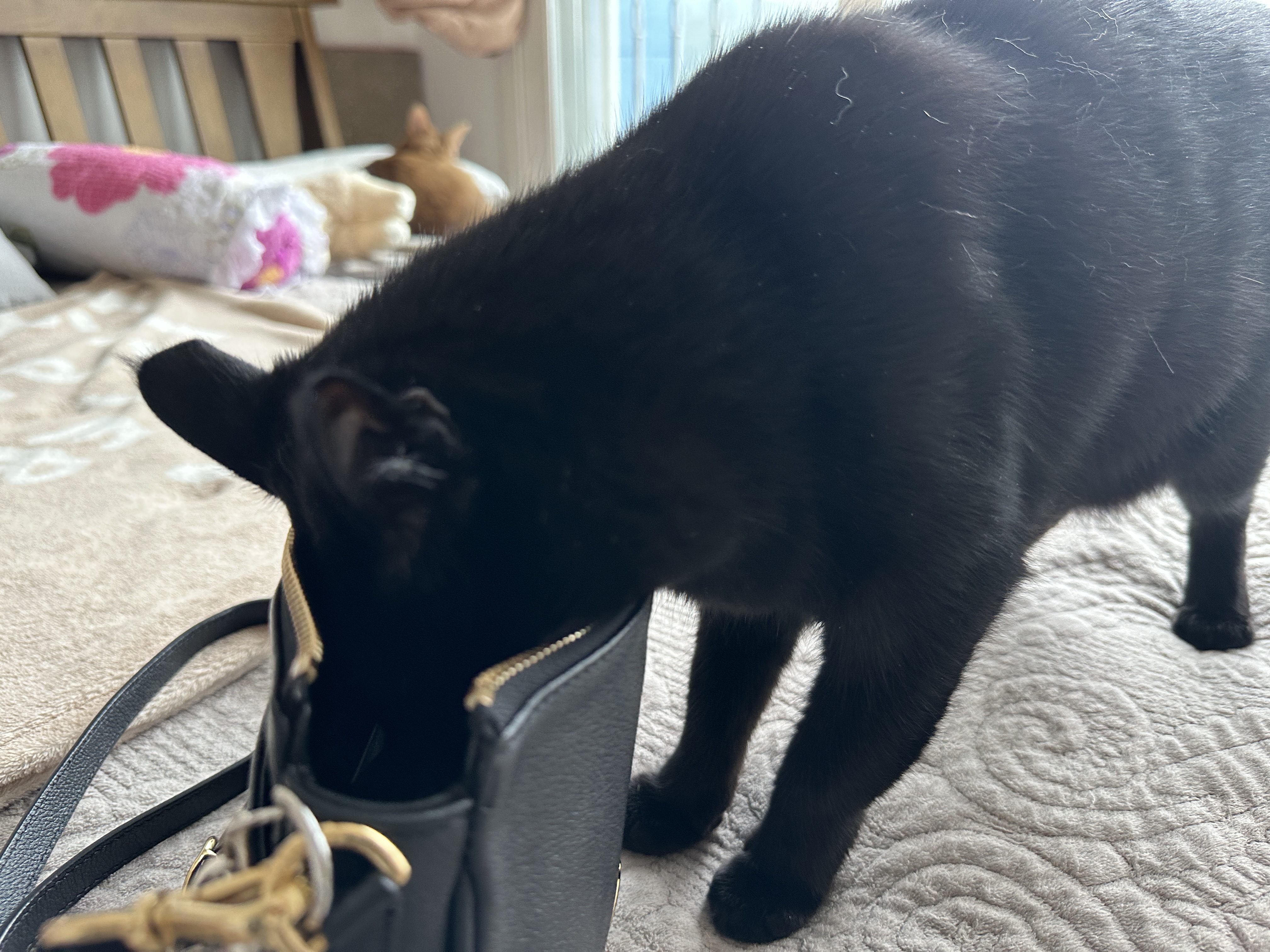 엄마_가방에_머리_넣고_탐색중