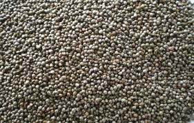 들깨 파종 시기, 이대로만 하면 풍성한 수확!