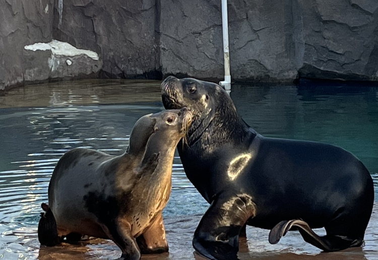 아라마루 아쿠아리움
