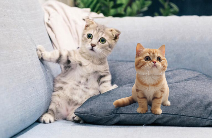 귀여운 고양이 이미지