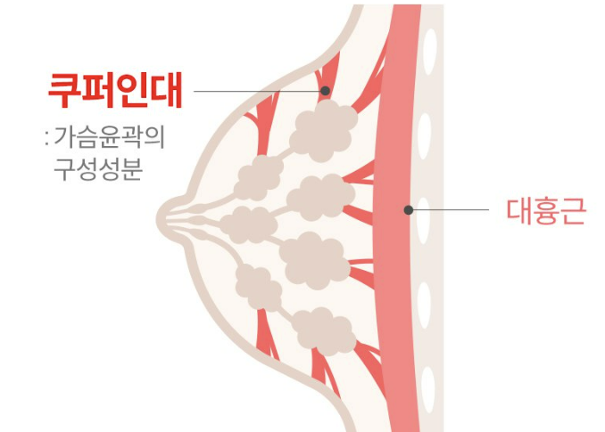 여에스더엘라스틴효능
