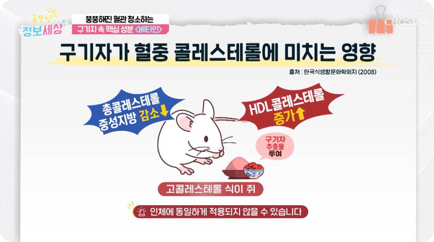 tv조선 굿모닝 정보세상 구기자효능