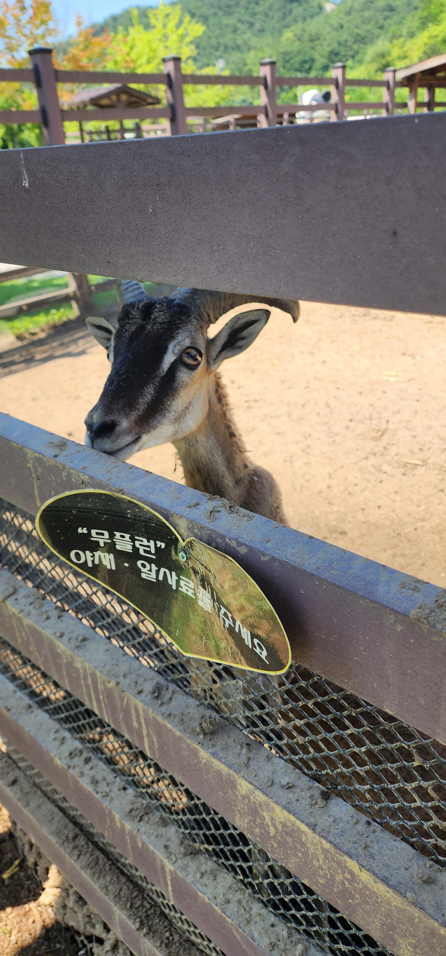 울타리 사이로 얼굴 내민 무플런