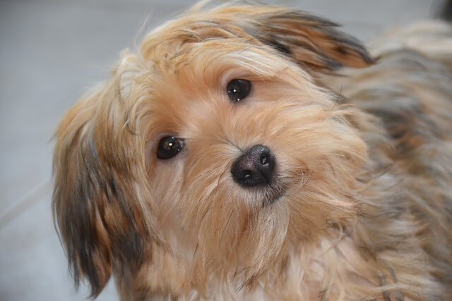 펫로스증후군 극복 방법, 자가진단법, 죽기전 증상들