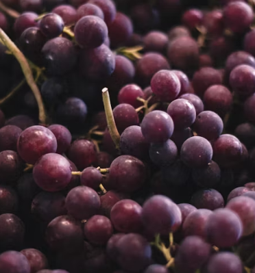 포도 효능 부작용