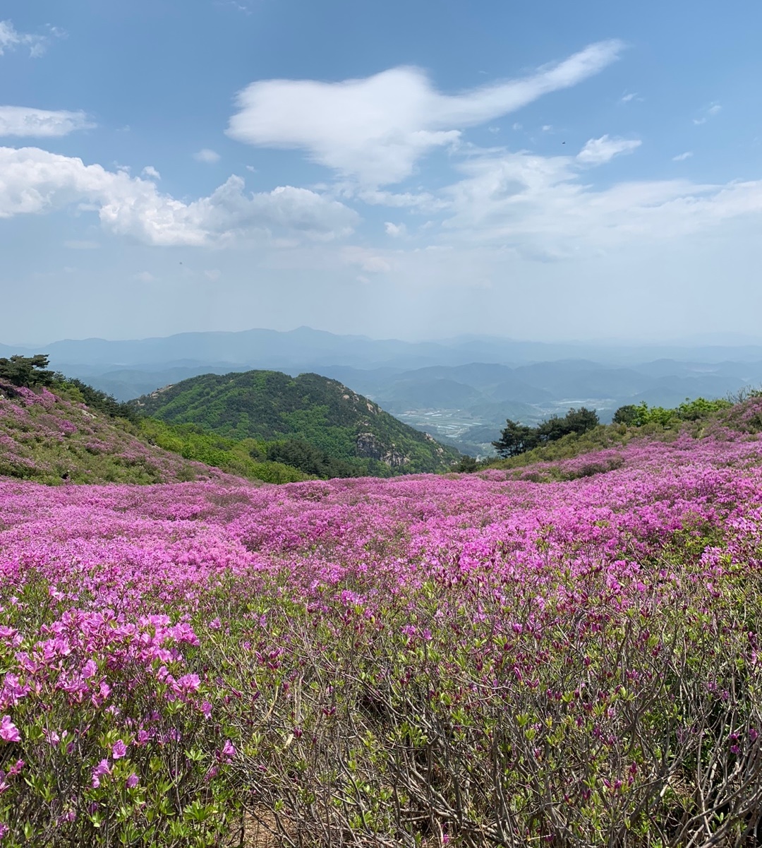 황매산 철쭉