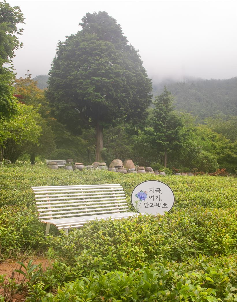 고성 만화방초 수국축제