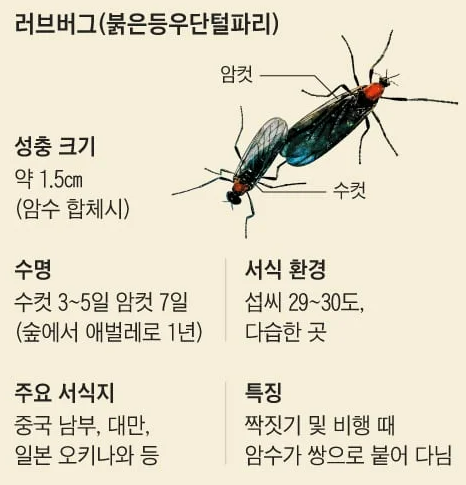 러브버그 정체 출몰 이유&amp;#44; 시기&amp;#44; 퇴치 방법 총정리 