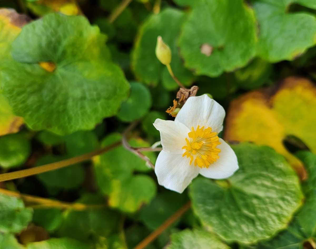 연잎양귀비(혈수초)
