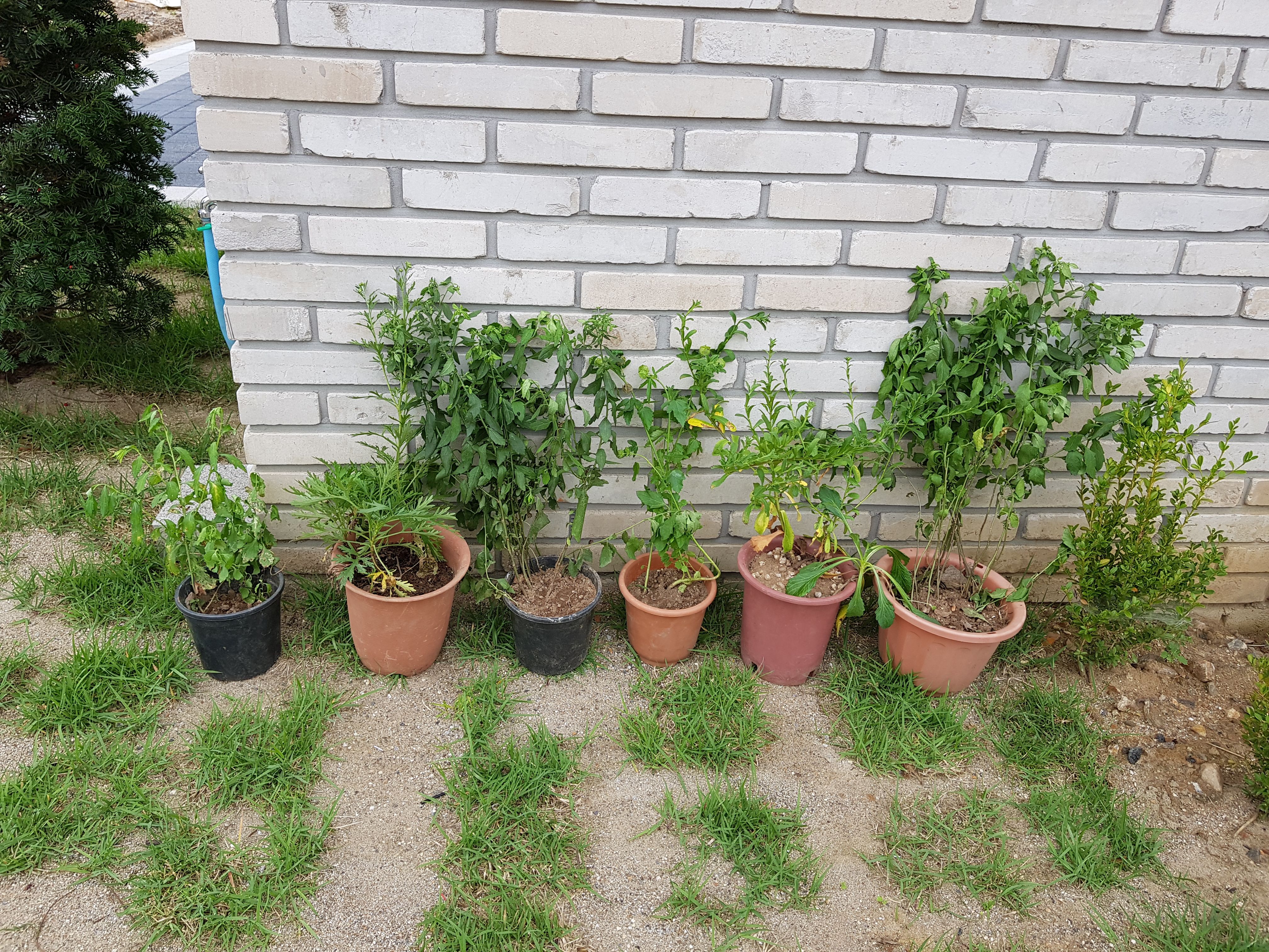 직접 만든 화분에 텃밭을 꾸며 놓은 모습