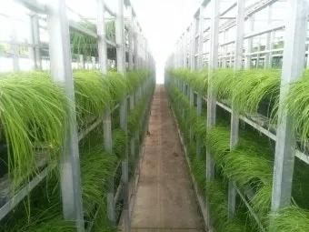 달래 재배 분구 나누기 화분 키우기 향 유지_4