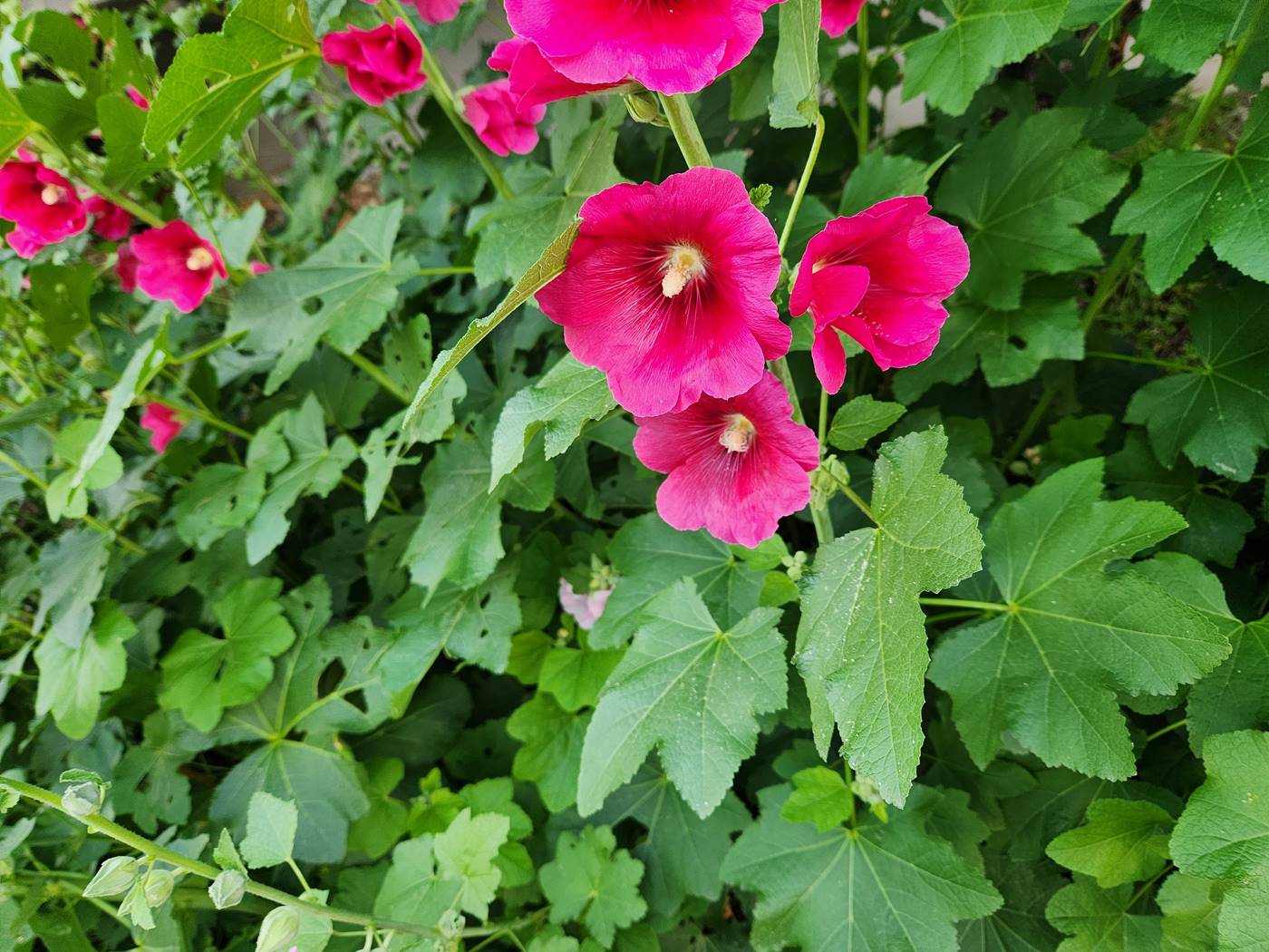 접시꽃(촉규화)