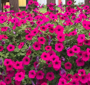 7월에 심을 수 있는 꽃3