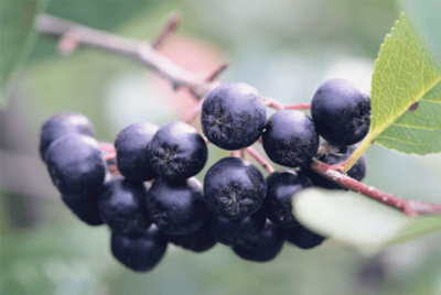 신의 열매 아로니아 효능과 부작용